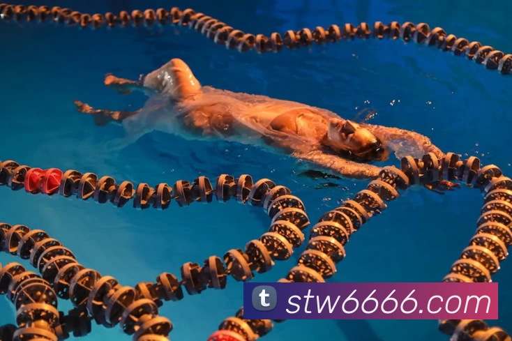 星空网手机官网入口平台生态图